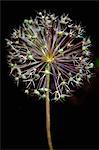 Allium cristophii.