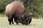 American bison grazing in the National Bison Range, Montana, USA