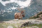 Elk bulls, Rocky Mountain National Park, Colorado, USA