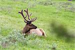 Elk bull resting in Yellowstone National Park, Wyoming, USA