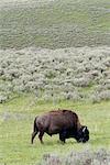 American bison (buffalo) grazing in Yellowstone National Park, Wyoming, USA