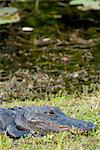 Alligator in Everglades National Park, Florida, USA