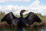 Double-crested cormorant (Phalacrocorax auritus), Everglades National Park, Florida, USA