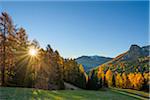 Mountain with beautifully colored larches and sun, Vigo di Fassa, Dolomites, Trentino-Alto Adige, South Tirol, Italy, Europe