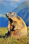 Portrait of Alpine Marmot (Marmota marmota), Hohe Tauern National Park, Grossglockner High Alpine Road, Carinthia, Austria