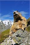 Portrait of Alpine Marmot (Marmota marmota), Hohe Tauern National Park, Grossglockner High Alpine Road, Carinthia, Austria