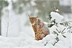 Portrait of Eurasian Lynx (Lynx lynx) in Winter, Neuschonau, Bavarian Forest National Park, Bavaria, Germany