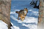 Wolf (Canis lupus) Running in Forest, Neuschonau, Bavarian Forest National Park, Bavaria, Germany