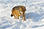 Portrait of Wolf (Canis lupus) in Snow, Neuschonau, Bavarian Forest National Park, Bavaria, Germany