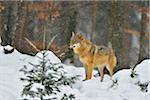 Portrait of Wolf (Canis lupus) in Winter, Neuschonau, Bavarian Forest National Park, Bavaria, Germany