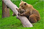 Portrait of Brown Bear (Ursus arctos) Mother with Cub, Germany