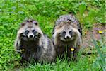 Portrait of Raccoon Dogs (Nyctereutes procyonoides) in Spring, Germany