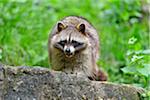 Portrait of Raccoon (Procyon lotor) in Spring, Germany