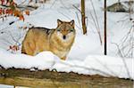 Portrait of Wolf (Canis lupus) in Winter, Neuschonau, Bavarian Forest National Park, Bavaria, Germany