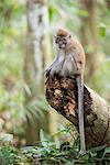 Long tailed Macaque (Macaca Fascicularis) in the jungle at Bukit Lawang, Gunung Leuser National Park, North Sumatra, Indonesia, Southeast Asia, Asia