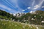 Sunny day on cotton grass surrounded by green meadows, Orobie Alps, Arigna Valley, Sondrio, Valtellina, Lombardy, Italy, Europe