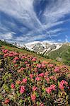 Rhododendrons in bloom surrounded by green meadows, Orobie Alps, Arigna Valley, Sondrio, Valtellina, Lombardy, Italy, Europe