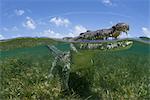 American crocodile (crodoylus acutus) looking out from surface of shallow waters of Chinchorro Atoll Biosphere Reserve, Quintana Roo, Mexico