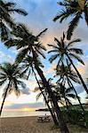 Palm trees at sunset, Hulopo'e Beach Park, Lanai Island, Hawaii, USA