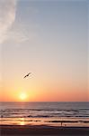 Spain, The Basque Country, Gipuzkoa, San Sebastian, View of Biscay Bay with seagull in flight at sunset