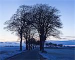 Sweden, Skane, Skurup, Treelined road in winter