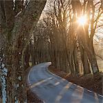 Sweden, Skane, Christinehof, Empty road at sunset