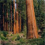 USA, California, Sequoia National Park, Sequoia forest