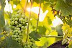 Italy, Tuscany, Dicomano, Close-up of bunch of grapes in vineyard