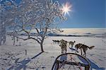 Sweden, Jamtland, Snasahogarna, Storvallen, View of dog sled