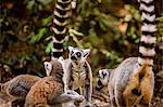 Madagascar lemurs, Johannesburg, South Africa, Africa