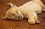 Baby lion at Kruger National Park, Johannesburg, South Africa, Africa