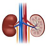 Human kidney anatomy isolated on white background.  Also available as a Vector in Adobe illustrator EPS 10 format.