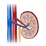 Illustration of cross section of the human kidney. Also available as a Vector in Adobe illustrator EPS 10 format.