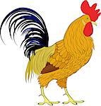 Rooster, orange farm cock vector cartoon bird on white background