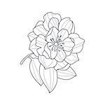 Fully Open Peony Flower Monochrome Drawing For Coloring Book Hand Drawn Vector Simple Style Illustration