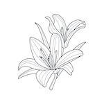 Two Lilies Flower Monochrome Drawing For Coloring Book Hand Drawn Vector Simple Style Illustration