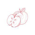 Fresh Apple Hand Drawn Artistic Vector Illustration In Trendy Sketch Style On White Background