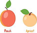 Peach and apricot, vector illustrations on a transparent background