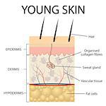 Young skin. Collagen and elastin form the structure of the dermis making it tight and plump. Also available as a Vector in Adobe illustrator EPS 10 format.