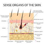 Cross section human skin. Pressure, vibration, temperature, pain and itching are transmitted via special receptory organs and nerves. Also available as a Vector in Adobe illustrator EPS 10 format.