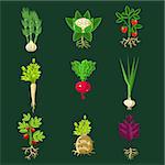 Fresh Vegetable Plants With Roots Collection In Realistic Cartoon Cool Flat Vector Design Isolated On Black Background