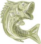 Etching engraving handmade style illustration of a largemouth bass fish viewed from the side set on isolated white background.