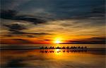 Silhouette of people riding camels at sunset, Broome, Australia