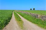 Track disappears into distance, grass, two trees and dry stone walls, typical country scene, Peak District, Derbyshire, England, United Kingdom, Europe