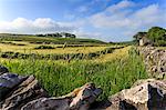 Newly mown grass in field with dry stone walls, copse of trees and house, spring morning sun, Peak District, Derbyshire, England, United Kingdom, Europe