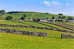 Typical spring landscape of village, cattle, fields, dry stone walls and hills, May, Litton, Peak District, Derbyshire, England, United Kingdom, Europe