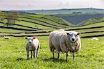 Sheep and lamb above Cressbrook Dale, typical spring landscape in the White Peak, Litton, Peak District, Derbyshire, England, United Kingdom, Europe