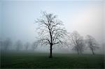 Misty dawn, Victoria Park, Bristol, England, United Kingdom, Europe