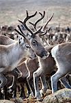 Sweden, Lapland, Levas, Close-up of herd of reindeer (Rangifer tarandus)