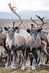 Sweden, Lapland, Levas, Herd of reindeer (Rangifer tarandus) in wild